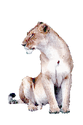 Gif animé lionne assise 